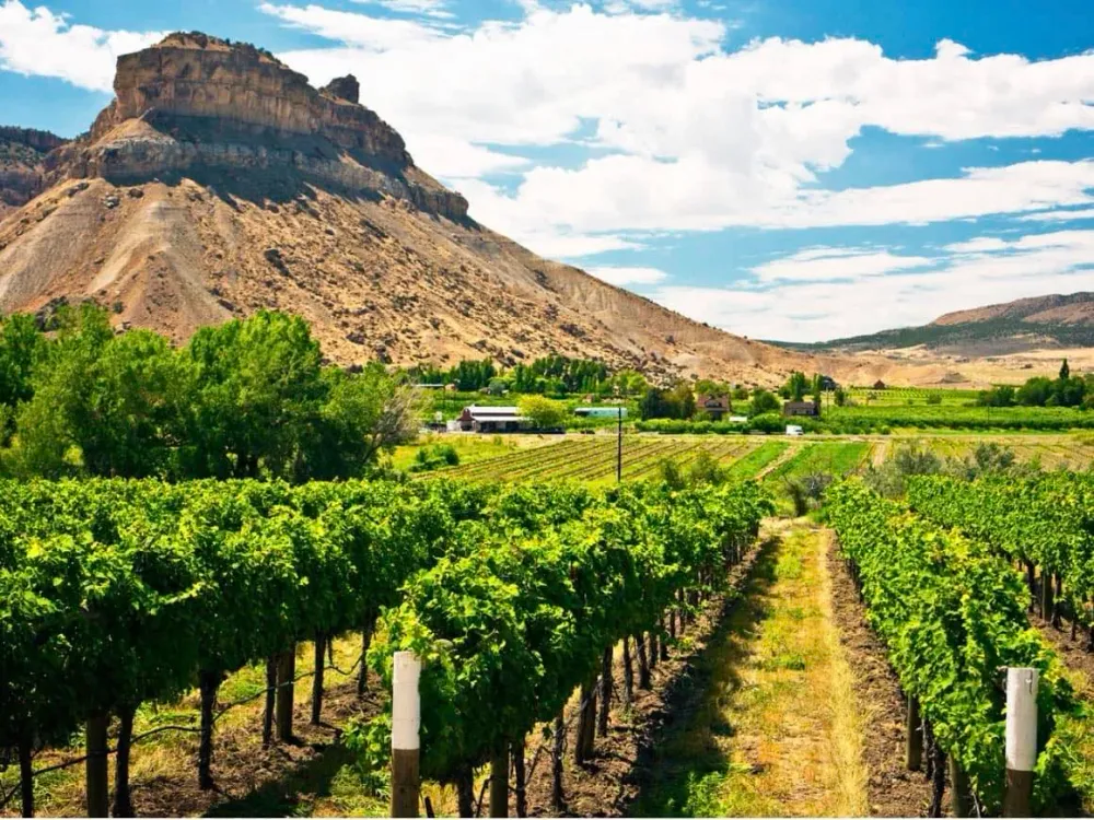 Vineyards beneath the Book Cliffs